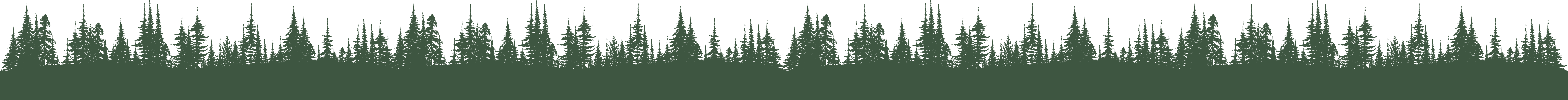 pine tree forest illustration