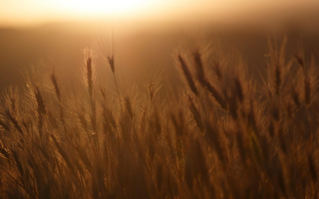 Mr. Lincoln – Mr. Trump