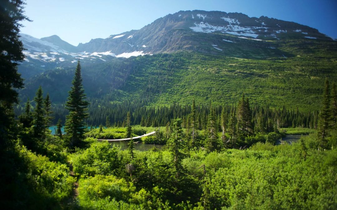 They Would Destroy Trump. But is That Enough?